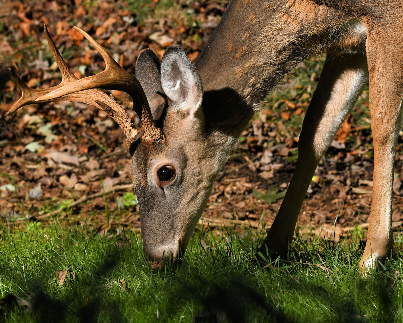 Young buck